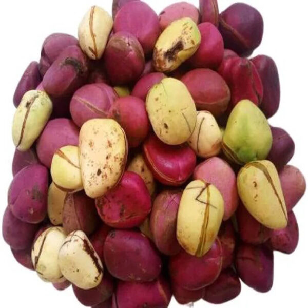 Kola-nut