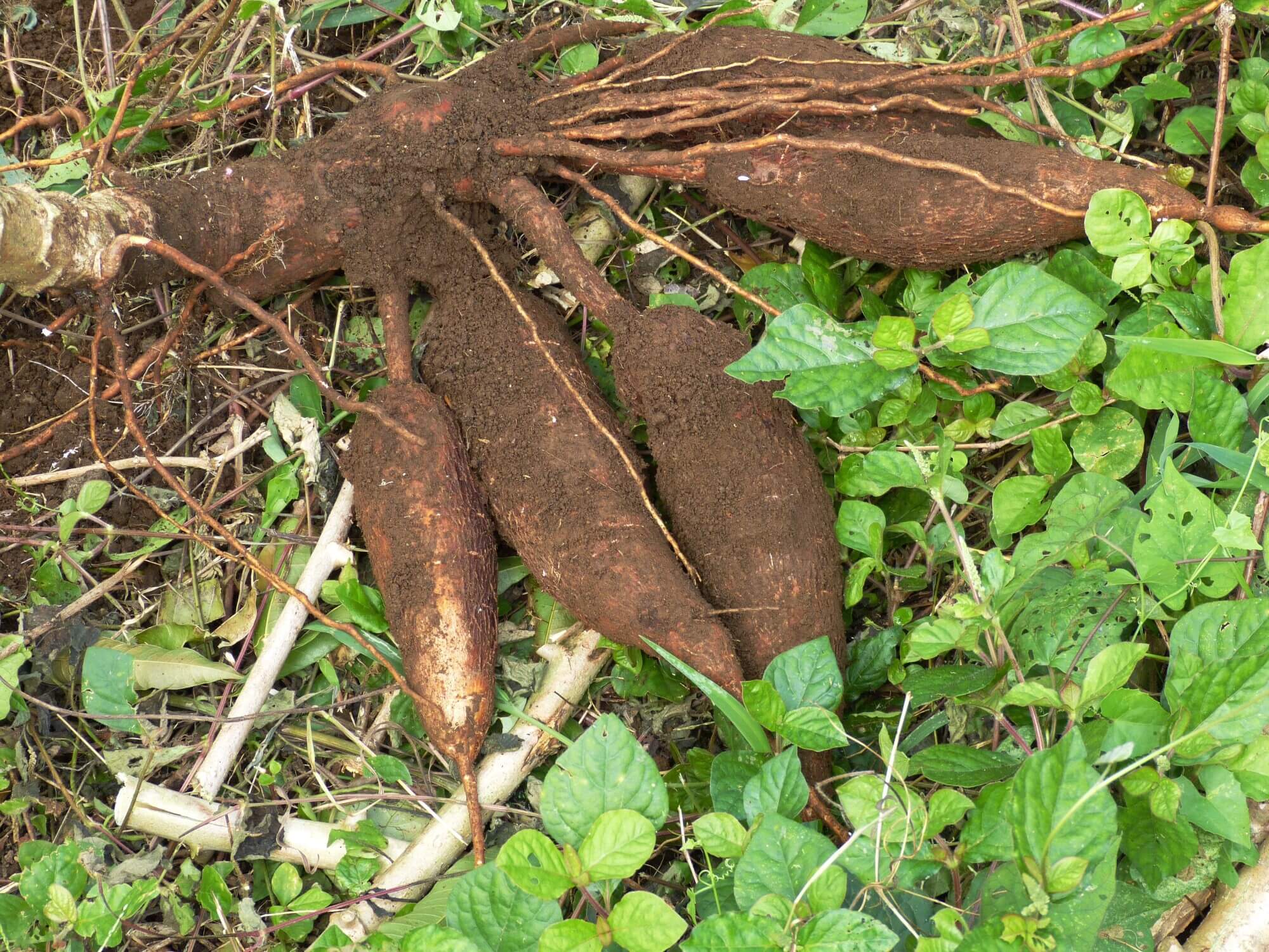 Cassava