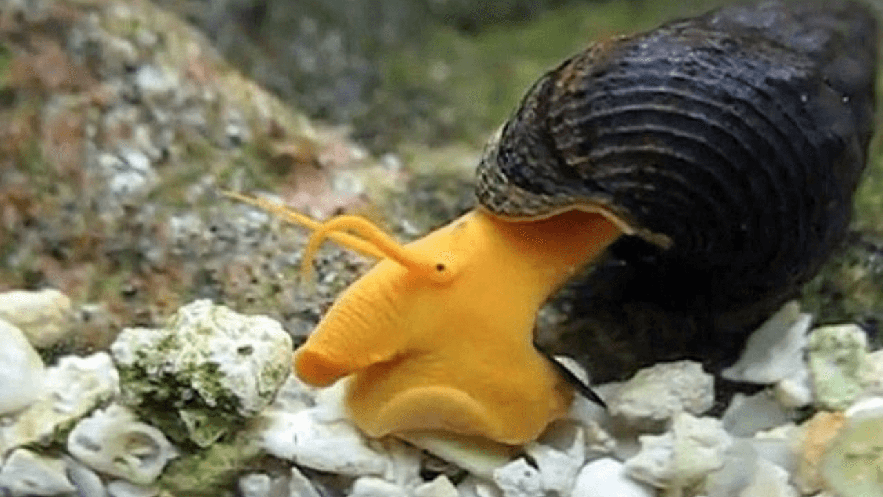 Most Beautiful Snails In The World (11 Case Studies) Jeb Foods